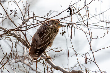 Young Night Heron, Nycticorax Ardeidae, perches on branch in leafless undergrowth