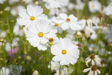 Fototapeta premium Beautiful wild flowers camomiles flowers in the field
