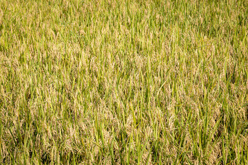 Rice fields that are about to be harvested