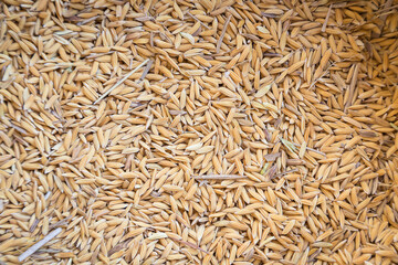 Top view of paddy rice and rice seeds texture