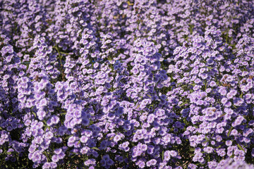 Fototapeta premium Purple margaret flowers (Michaelmas Daisy) are blooming beautifully