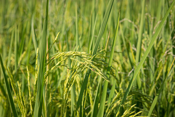 green rice fields are blooming