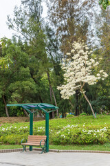 rosy trumpet tree (Tabebuia rosea) and seat in public park