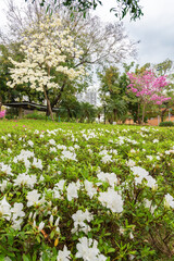 rosy trumpet tree (Tabebuia rosea) and flower field in public park