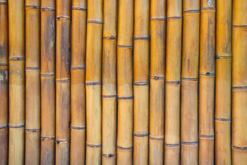 Fototapeta premium View of the bamboo tree trunk, background, wood texture.
