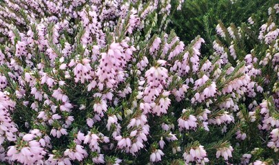 Clusters of Mediterranean pink heather flowers