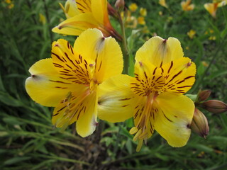 黄色いアルストロメリア