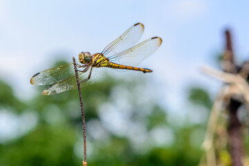 Macro picture of dragonfly, Dragonfly in the nature habitat.
