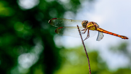 Macro picture of dragonfly, Dragonfly in the nature habitat.