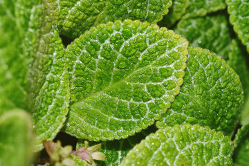 Water drop of morning dew on beautiful plant leaf, Macro of rain droplet with nature light reflection, Begonia is a foliage indoor decorative houseplant.