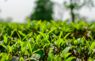 Beautiful tea plantation landscape of Darjeeling India
