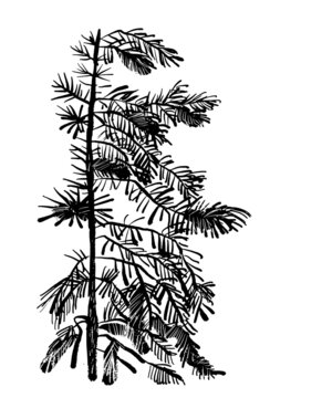 drawing picture of juniper bush isolated on white background, sketch, hand drawn digital vector illustration