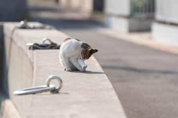 毛繕いをする猫　キジトラ白