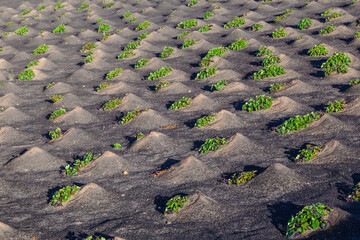pattern of field with vegetables growing on volcanic earth