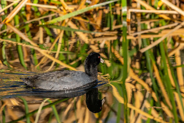 A black American Coot in Tucson, Arizona
