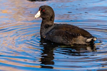A black American Coot in Tucson, Arizona