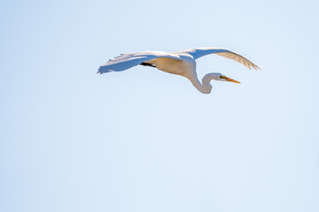 A Great White Egret in Tucson, Arizona