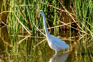 A Great White Egret in Tucson, Arizona