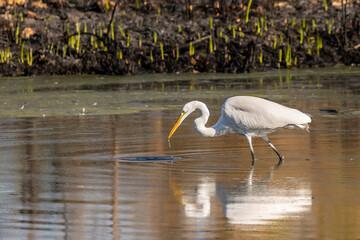 A Great White Egret in Tucson, Arizona