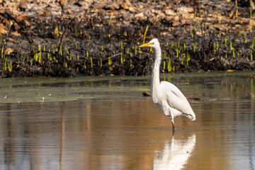A Great White Egret in Tucson, Arizona