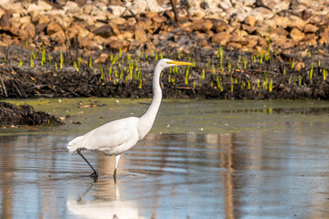A Great White Egret in Tucson, Arizona