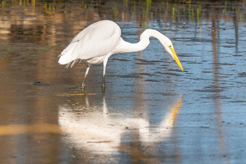A Great White Egret in Tucson, Arizona