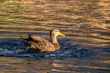 A large brown Mallard Tucson, Arizona