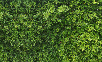 Small leaves green bush tree texture nature background