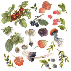 Botanical watercolor illustrations with berries, leaves and mushrooms. Set of isolated elements from blueberries, raspberries, blackberries, rosehip. For invitations, postcard