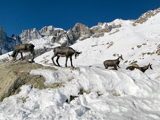 Chamois at the snowshoe Camp at Pavillon Mountain station along the Skyway Monte Bianco at...
