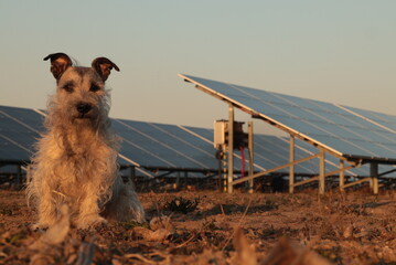 A nice mongrel, a dog in front of solar panels. Fun concept.