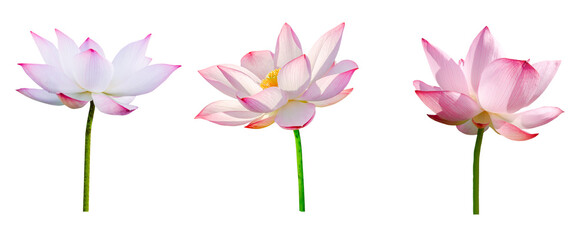 Lotus flower collections isolated on white background. File contains with clipping path.