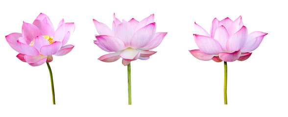 Obraz premium Lotus flower collections isolated on white background. File contains with clipping path.
