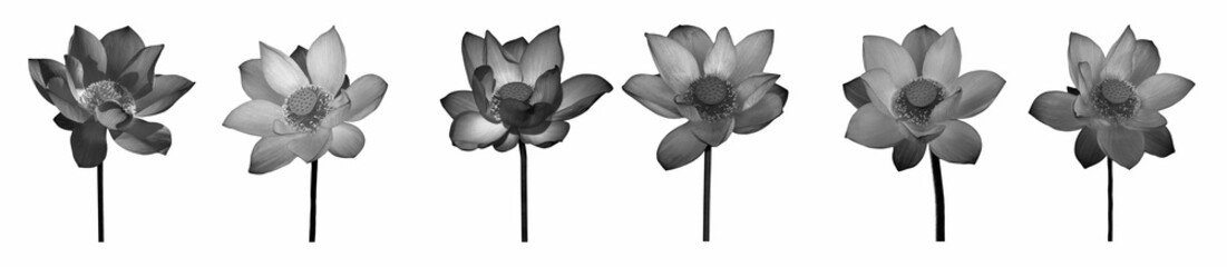 Lotus flower black and white collections isolated on white background with clipping path.