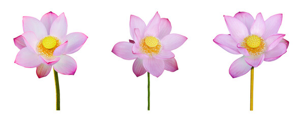 Obraz premium Lotus flower collections isolated on white background. File contains with clipping path.