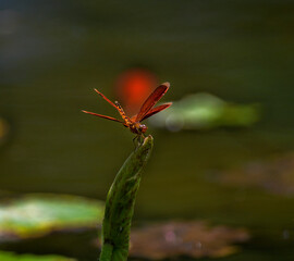 red dragonfly on a branch