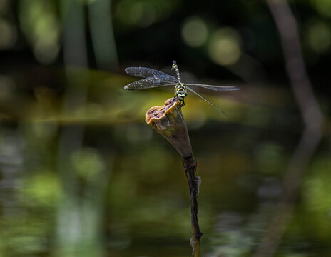 dragonfly on a branch