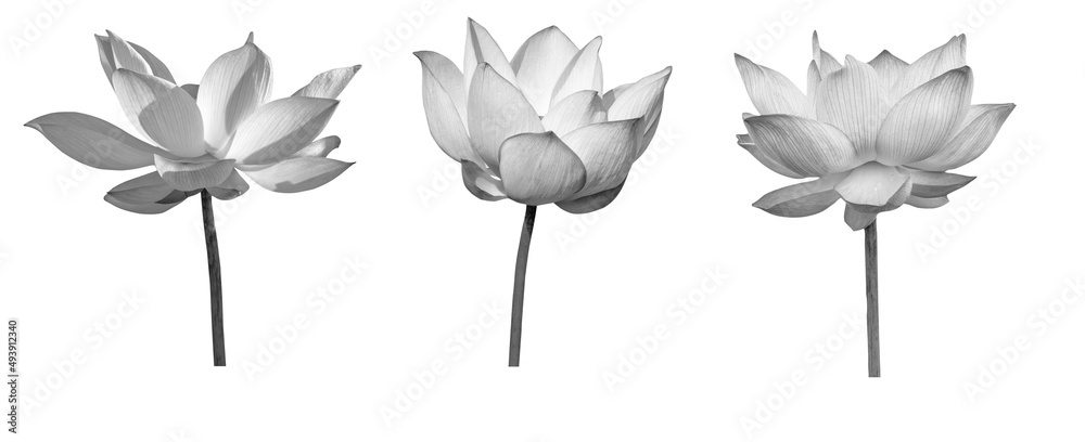 Wall mural lotus flower black and white collections isolated on white background with clipping path.