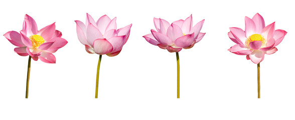 Lotus flower collections isolated on white background. File contains with clipping path.