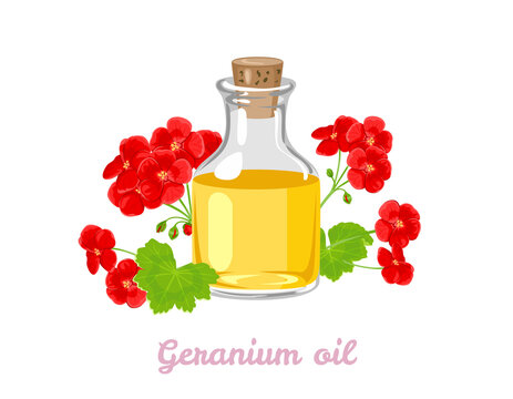 Geranium aromatic oil in glass bottle and red flowers isolated on white background. Vector illustration. Cartoon flat style.