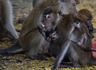 Mother macaque monkey eating fruit while looking after her baby
