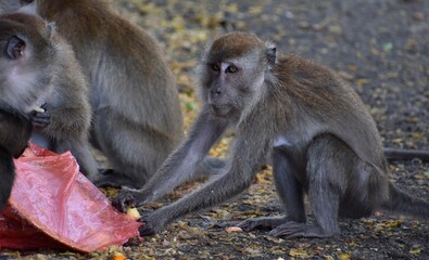 Macaque monkey finding food in a Malaysian park