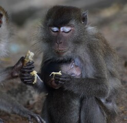 Mother macaque monkey looking after her baby