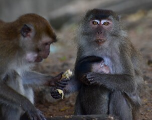 Mother macaque monkey nursing her baby and looking at the camera