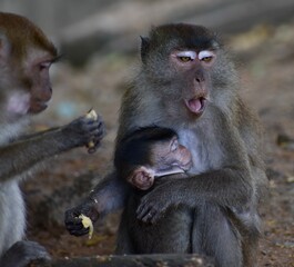 Mother macaque monkey looking after her baby in the Malaysian jungle