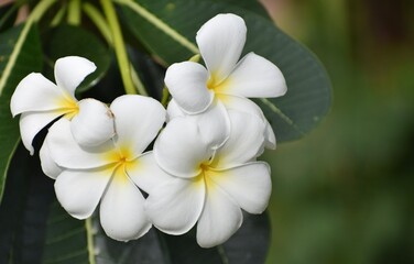 Pretty vibrant white and yellow frangipani flowers