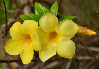 Close up of pretty yellow allamanda flowers