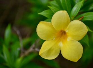 Fototapeta na wymiar Close up of a bright yellow allamanda flower