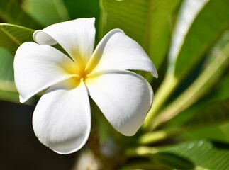 Close up of a single white and yellow frangipani flower