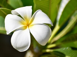 Obraz premium Close up of a single white and yellow frangipani flower